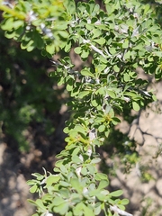 Condalia spathulata