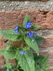 Pentaglottis sempervirens