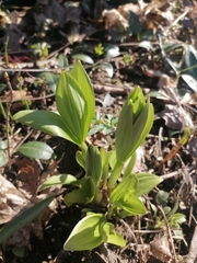 Lilium martagon