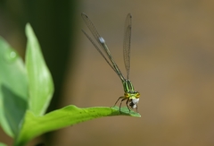 Pseudagrion gigas