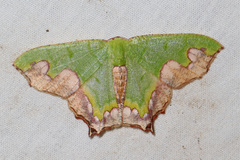 Antharmostes papilio