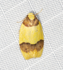 Heterallactis euchrysa