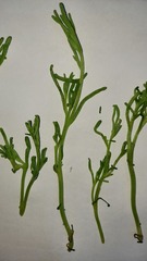 Magnoliopsida