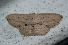 Scopula annularia