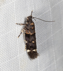 Macrobathra diplochrysa