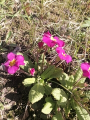 Primula × pruhonicensis