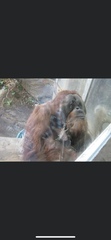 Pongo