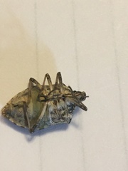 Halyomorpha halys