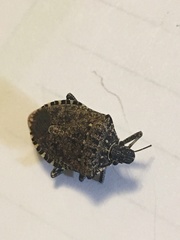 Halyomorpha halys