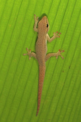 Lygodactylus
