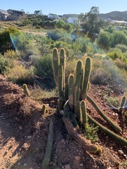 Trichocereus spachianus