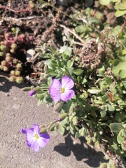 Aubrieta cultorum
