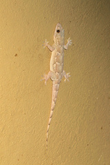 Hemidactylus platycephalus