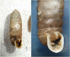 Abida gittenbergeri