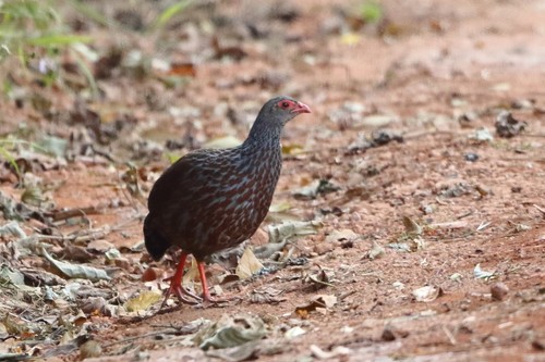 Handsome Spurfowl