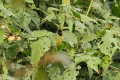 Ploceus alienus