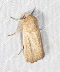 Leucania abdominalis