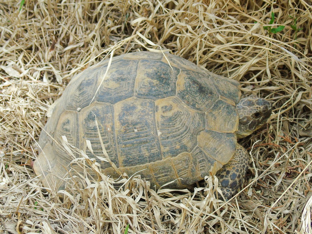 Greek Tortoise in April 2022 by Kseniia Marianna Prondzynska · iNaturalist