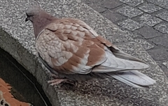 Columba livia domestica
