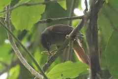 Anabacerthia striaticollis
