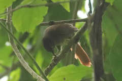 Anabacerthia striaticollis