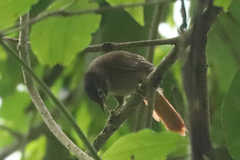Anabacerthia striaticollis