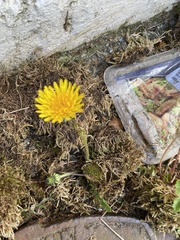 Taraxacum officinale