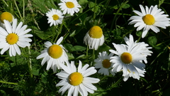 Anthemis cretica