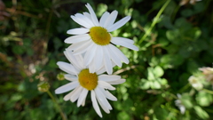 Anthemis cretica