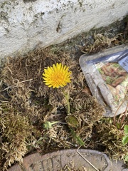 Taraxacum officinale