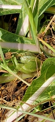 Mandragora autumnalis