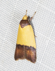 Heteroteucha dichroella
