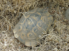 Testudo graeca