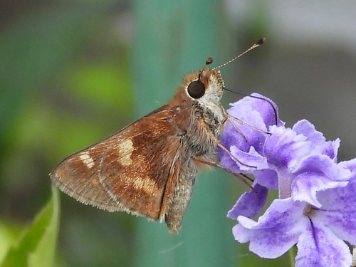 Umber Skipper