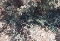 Suaeda
