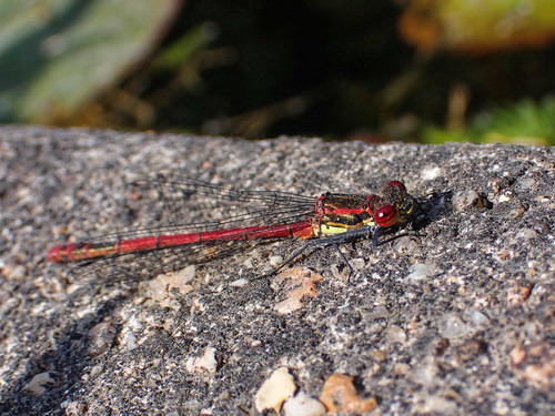 Large red damselfly