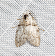 Nola pygmaeodes