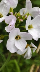 Cardamine pratensis