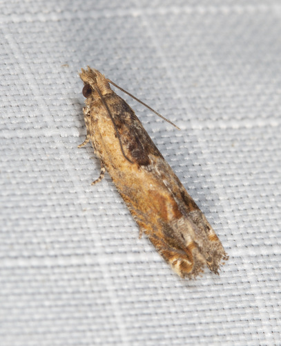 Cotton Tipworm Moth