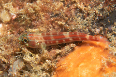 Helcogramma striata