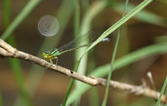 Pseudagrion gigas