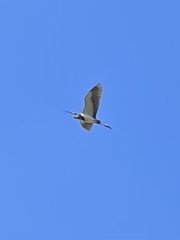 Egretta tricolor image