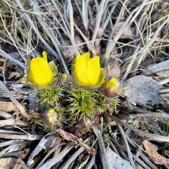 Adonis vernalis