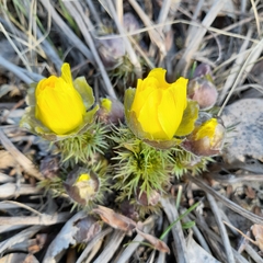 Adonis vernalis