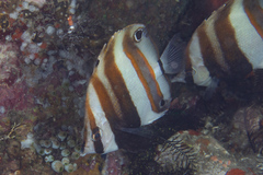 Coradion melanopus