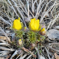 Adonis vernalis