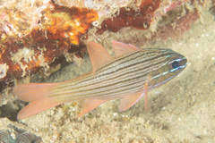 Ostorhinchus multilineatus