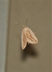 Amolita obliqua