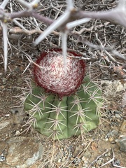 Melocactus