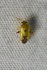 Dagbertus olivaceus